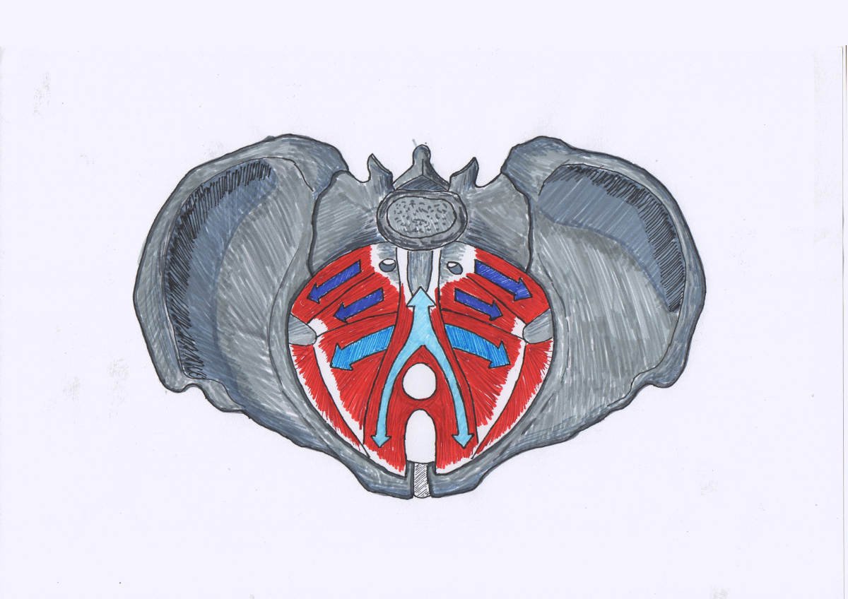 Funzioni del pavimento pelvico: cos’è e a cosa serve – Trattamix