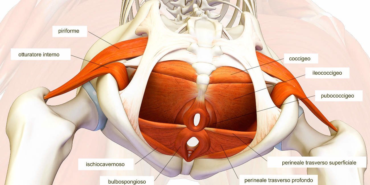 Muscoli Pavimento Pelvico