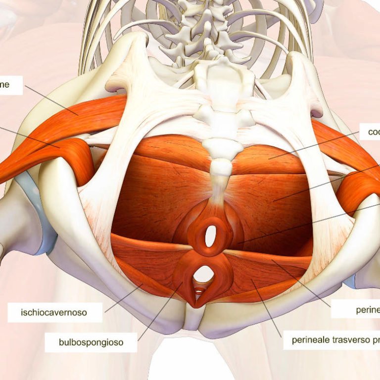 Muscoli Pavimento Pelvico