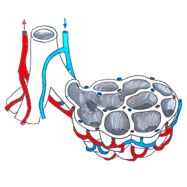 esercizi di respirazione