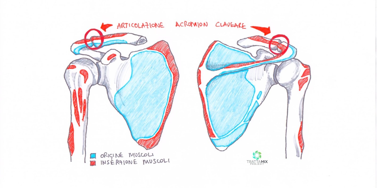 Fibro artrosi acromion claveare Fibro artrosi acromion claveare