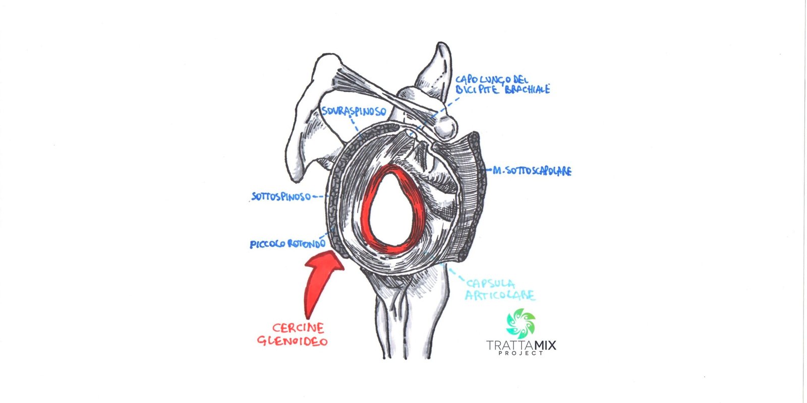 Lussazione spalla tempi recupero