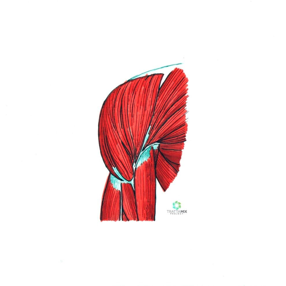 Dolore al muscolo della spalla destra