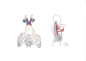 Diaframma Di Ricambio Per Tweeter Beyma CD2522, EAW, DM2522, CP-385ND – Nuovo